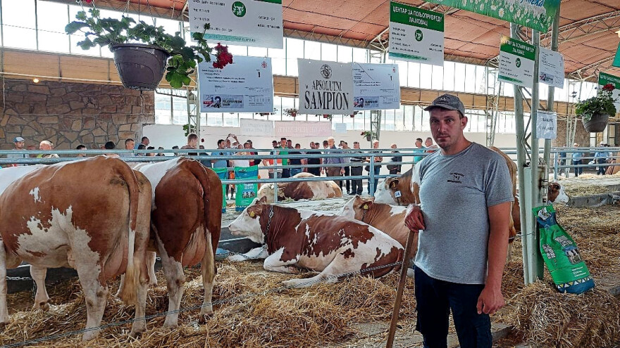 Apsolutna šampionka Lara daje 52 litara mlijeka dnevno