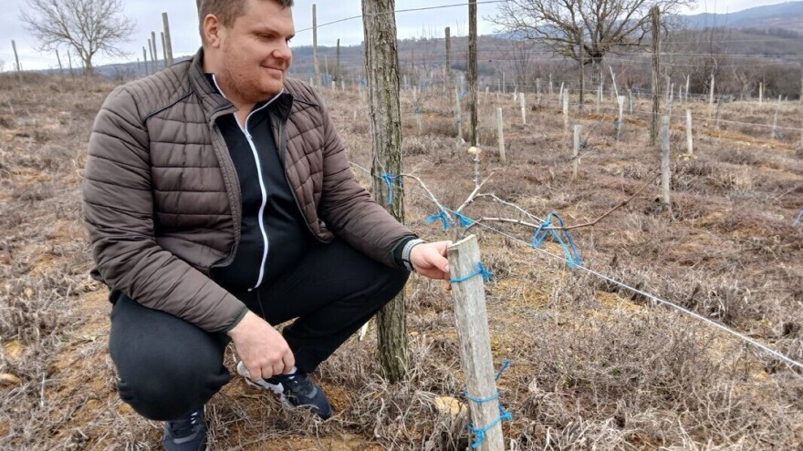 Vinograd: Navodnjavanjem protiv suše, ružama protiv plamenjače