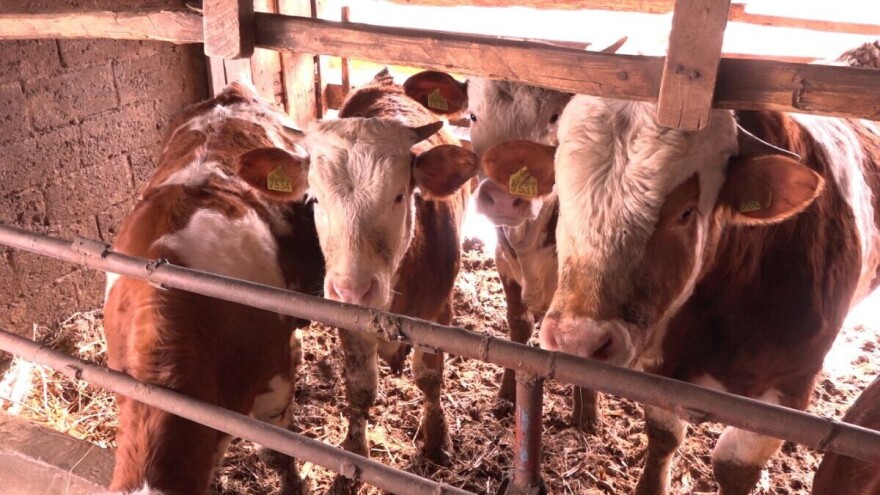Neizvesna budućnost stočara - dug tov i niska cena bikova
