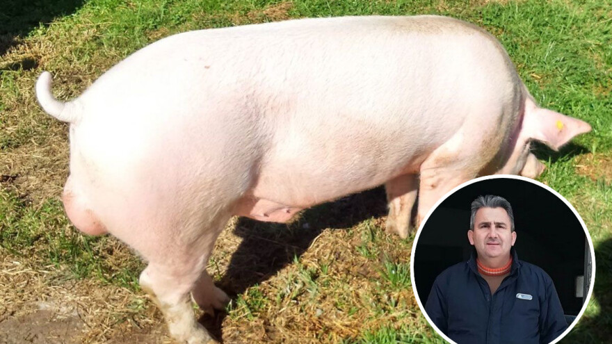 Milan Macanović: Danska genetika je vrhunska i imala je efekta