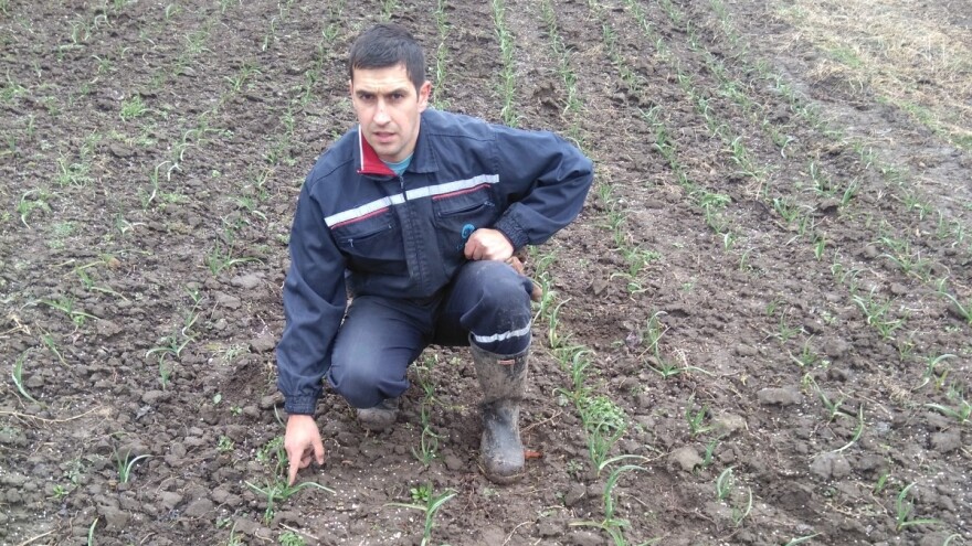 Fudbaler loptu zamenio poljoprivredom