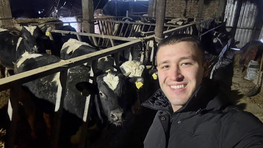 "Hrvanje" sa holštajn bikovima i kome se njihov tov još isplati?