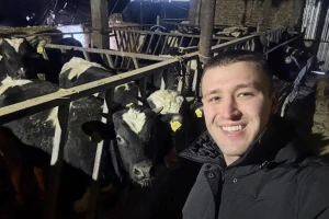 "Rvanje" sa holštajn bikovima i kome se njihov tov još isplati?