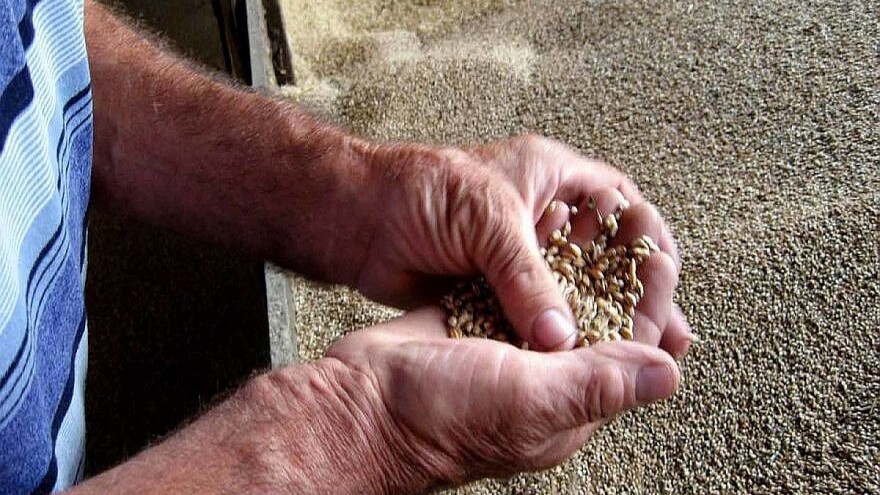 Šumadijski ratari će kupovati hlebno brašno?