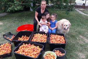 Skrbi o tri hektara voćnjaka i još sve doživljava kao hobi