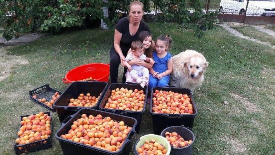 Skrbi o tri hektara voćnjaka i još sve doživljava kao hobi