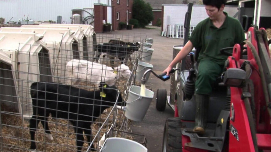 Mliječni taksi - pametna hranidba teladi