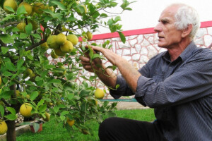 Proizvedu najviše sadnica cvijeća i agruma u BiH