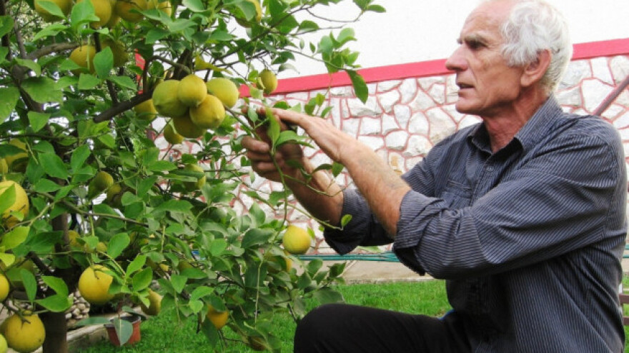 Proizvedu najviše sadnica cvijeća i agruma u BiH