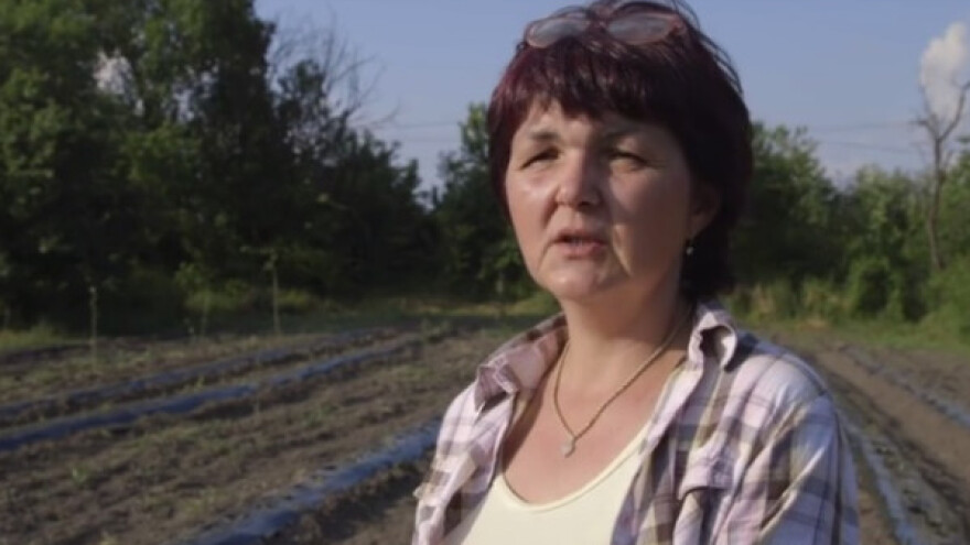 Banaćani na ekološki način gaje batat