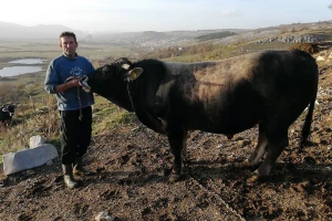 Ljubav prema bikovima: Tradicija porodice Lučić iz sela Miholjače traje pola vijeka