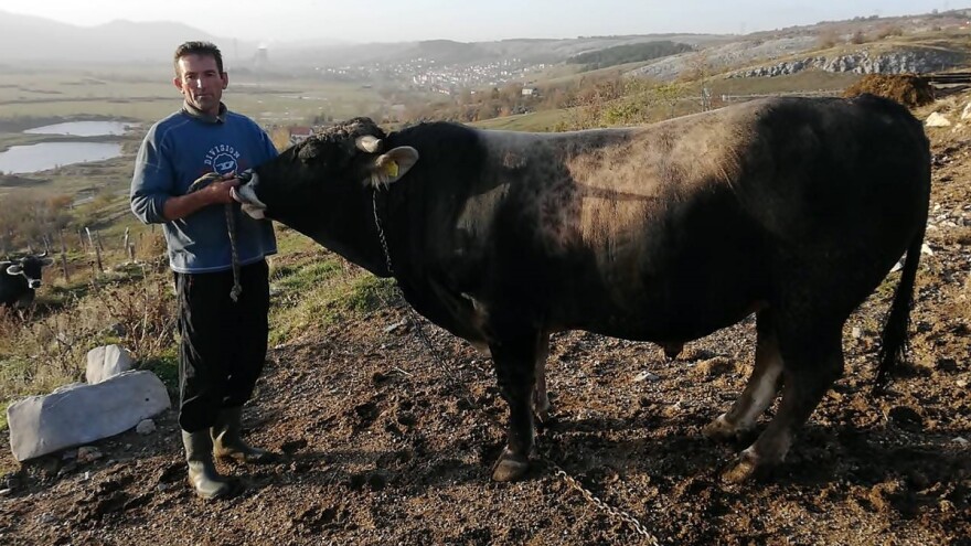 Ljubav prema bikovima: Tradicija porodice Lučić iz sela Miholjače traje pola vijeka