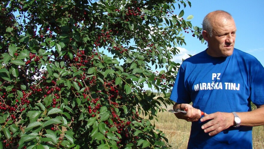 Maraska je nekoć bila valuta. Tko ju je imao, imao je i novca za drugo. A danas?