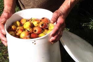 Turšija od takiša - zimnica koja izumire