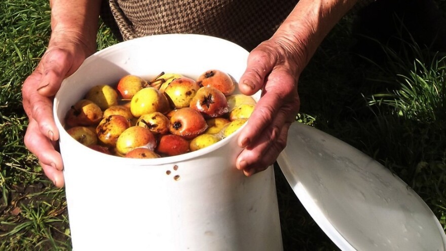 Turšija od takiša - zimnica koja izumire