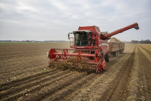 Milijun kuna iz IPARD-a za krumpir