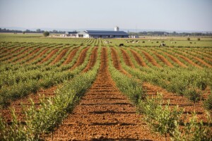 Milijuni za ekološke nasade