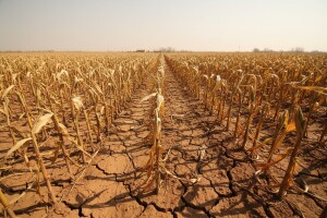 Milijunske štete u ratarstvu