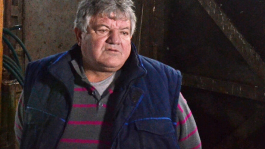 Kod mangulica - ni internet ne pomaže!