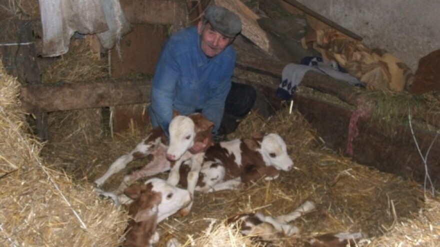 Krava u Srbiji otelila petorke!