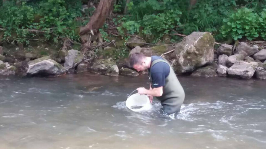 Poribili Miljacku sa 100 kila potočne pastrmke