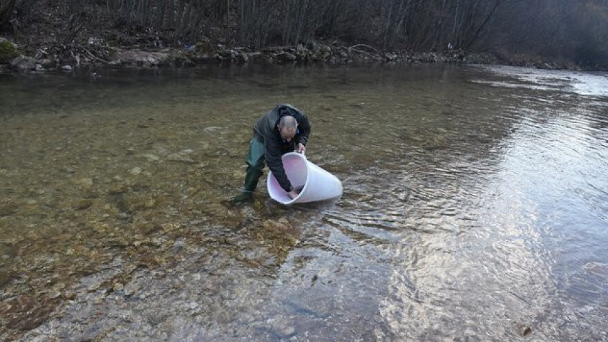 Miljacka bogatija za 100 kilograma pastrmke