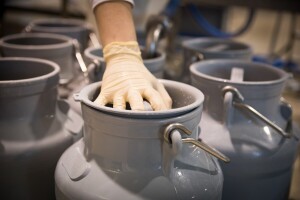 Krenula isplata za proizvodnju mlijeka