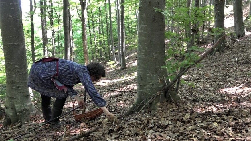 Proizvodnja šumskih sortimenata kod nas bilježi pad - otvaranje tržišta kao rješenje?