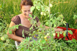 U Milkinom vrtu raste marakuja, batat, kurkuma i jam