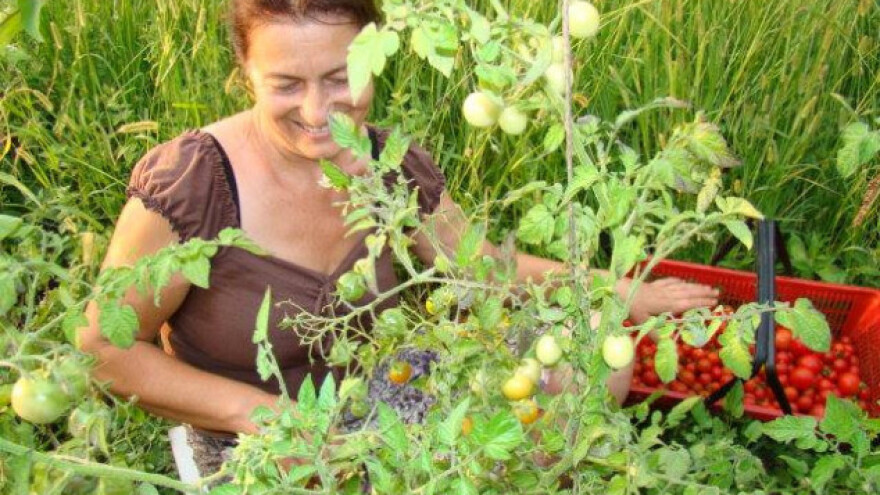 U Milkinom vrtu raste marakuja, batat, kurkuma i jam