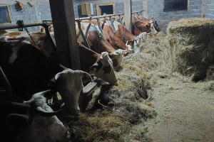 "Milkos" smanjuje otkupne količine mlijeka za 15%, farmeri: "Prevareni smo"