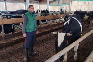 Milorad Arsenić prodao 23 krave, još 15 ide na prinudno zasušenje