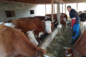 Miloš Đajić: Nema adekvatnih objekata za stoku i to ograničava mlade da se bave ovim poslom