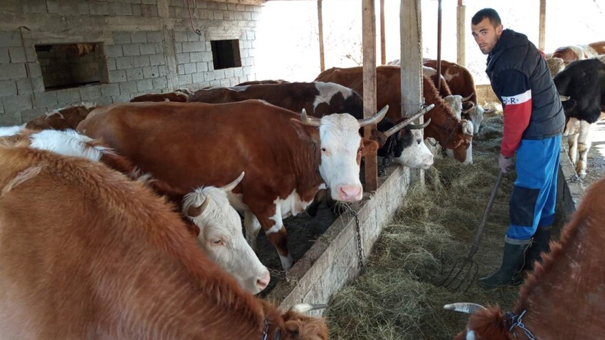 Miloš Đajić: Nema adekvatnih objekata za stoku i to ograničava mlade da se bave ovim poslom