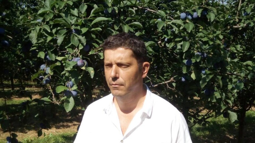 Miloš Bogojević: Šljiva je najbolja voćka za prostore bivše države - ona se uvijek traži i od nje se može živjeti