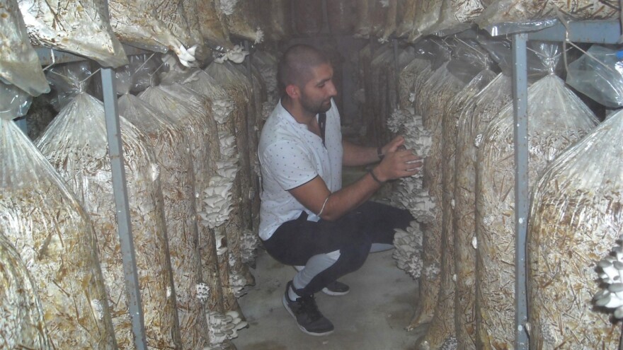 Bukovače: Supstrat, temperatura i svež vazduh - bitni u uzgoju