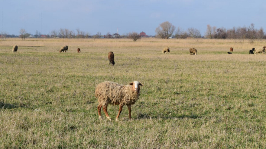 Mladog pastira (21) ubila mina