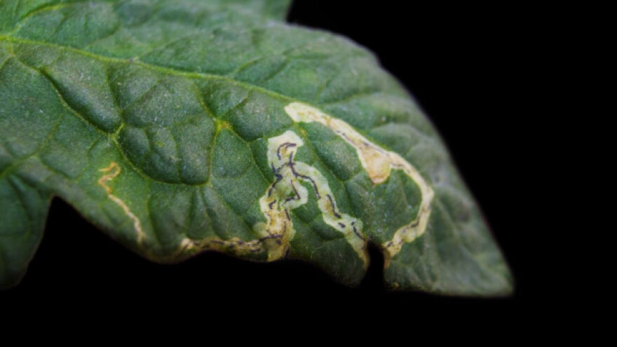 Mineri lista - mali kukci koji uzrokuju velike štete