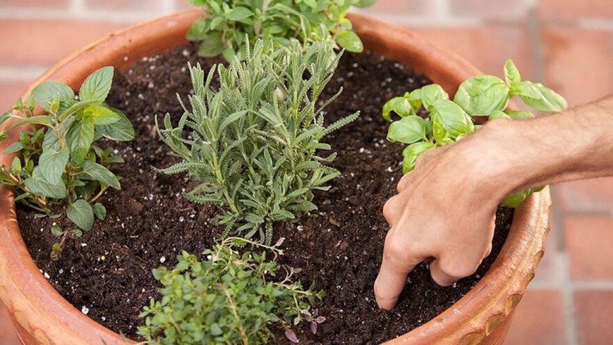 Mini bašta: Saveti za baštovane početnike