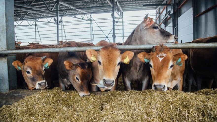 Zbog prednosti uzgoja, raste potražnja za mini kravama