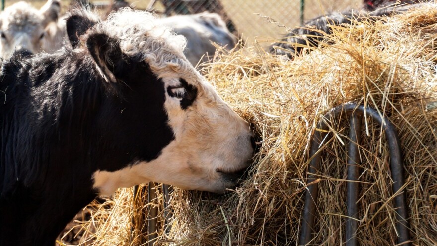 Danska: Ulaganje u pogone za proizvodnju biogasa od stajnjaka