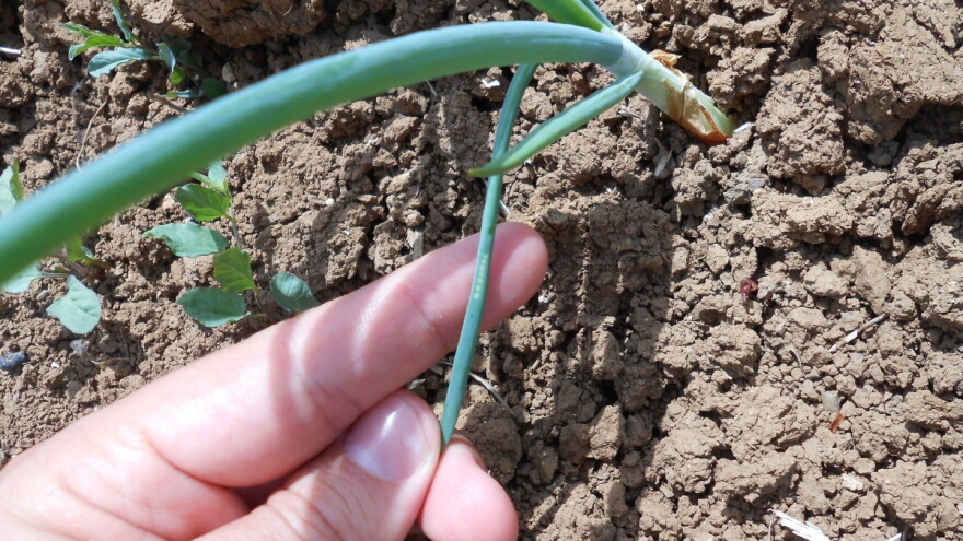 Minirajuća muva i u oktobru oštećuje luk iz jesenje sadnje