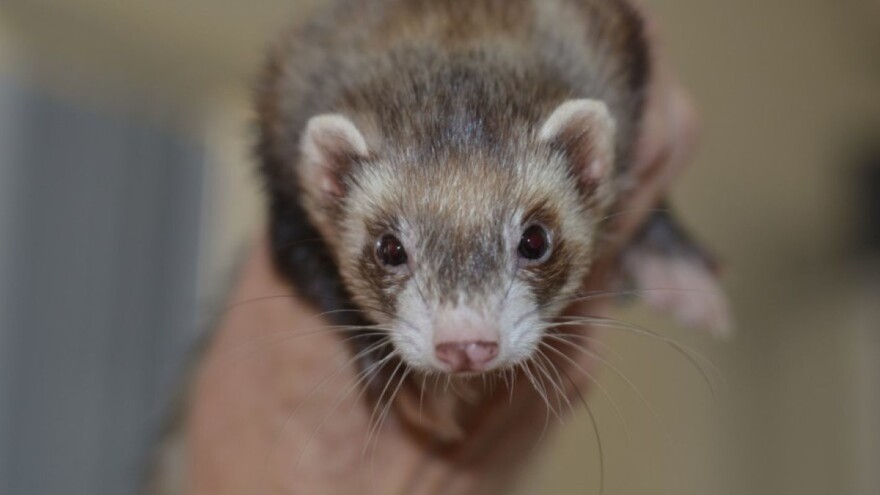 Radnika na nizozemskoj farmi korona virusom zarazila kuna