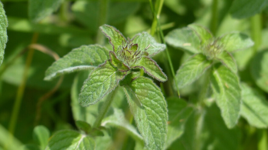 S nanom se i mršavi i uživa u jagnjetini