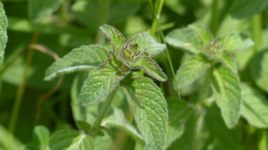 S nanom se i mršavi i uživa u jagnjetini