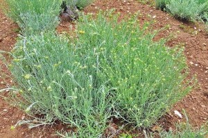Uskoro "mediteranska poljoprivreda" u Trebinju