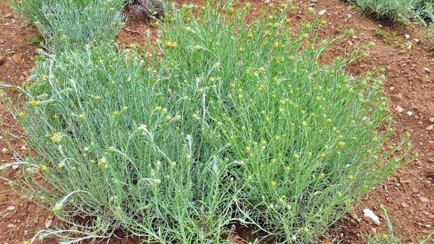 Uskoro "mediteranska poljoprivreda" u Trebinju