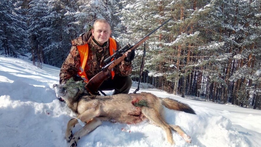 Miodrag Radivojević na Zlatiboru ulovio vuka