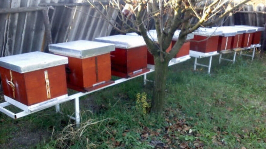 Glodavci često narušavaju mir u pčelinjaku