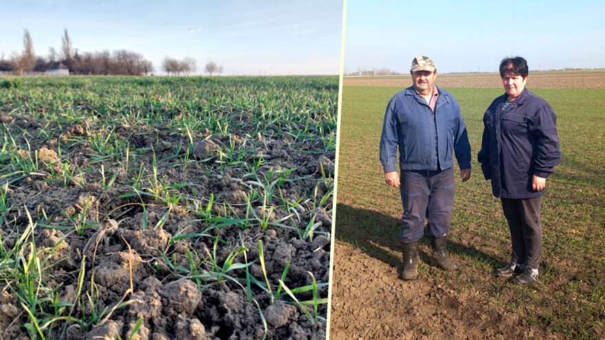 Zakupila državnu zemlju kao nosilac gazdinstva, kao član ne može da je prijavi za subvencije?